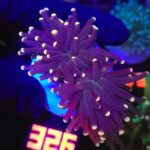 Euphyllia glabrescens Yellow Tip 2h (326)