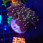 Euphyllia glabrescens Yellow Tip 2h (326)