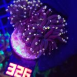 Euphyllia glabrescens Yellow Tip 2h (326)