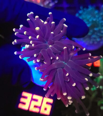 Euphyllia glabrescens Yellow Tip 2h (326)