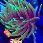 Euphyllia glabrescens dragon soul 2h (340)