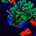 Euphyllia glabrescens dragon soul (340)