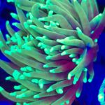 Euphyllia glabrescens dragon soul 3h (340)