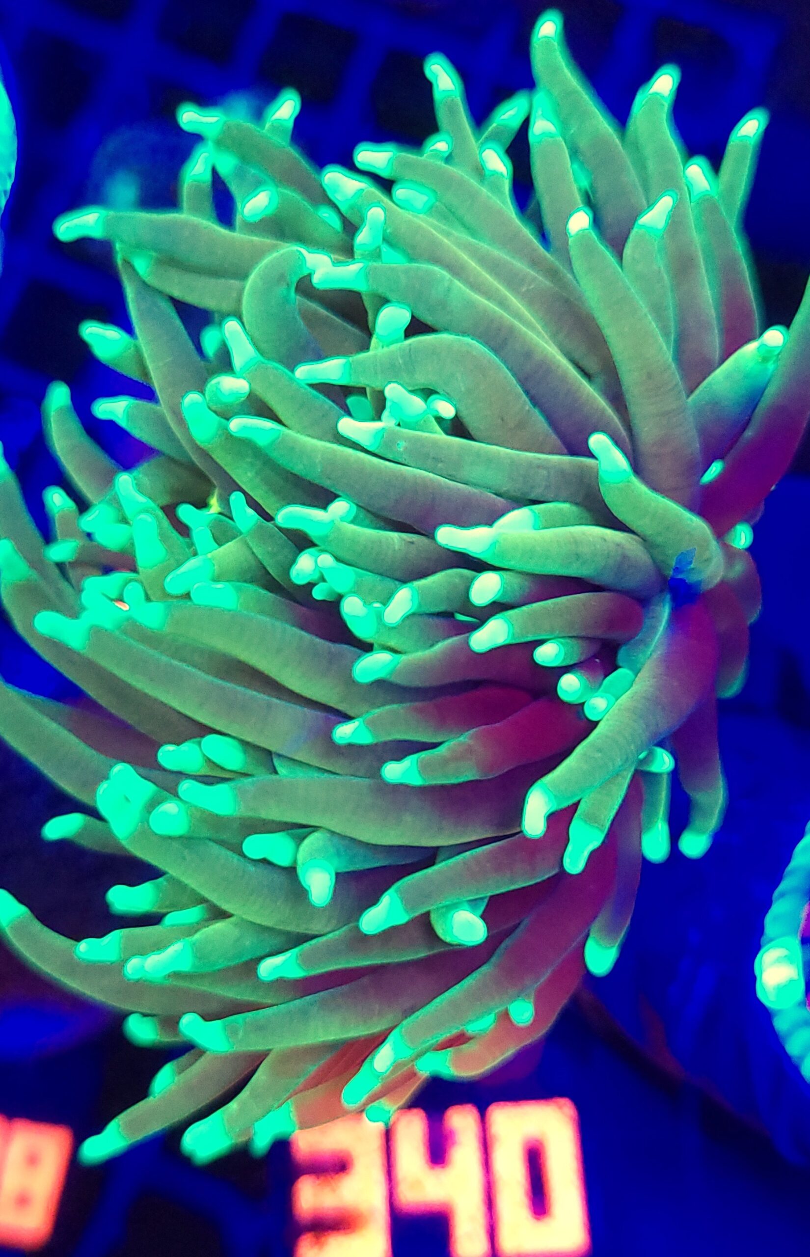 340 Euphyllia glabrescens dragon soul 3h (340) - obrazek 1