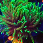 Euphyllia glabrescens dragon soul 3h (340)