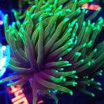 Euphyllia glabrescens dragon soul 3h (340)