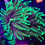 Euphyllia glabrescens dragon soul 3h (340)