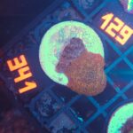 Discosoma Leopard (341)