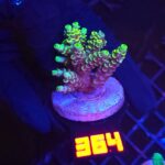 Acropora millepora  (364)