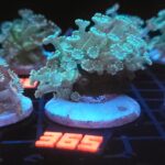 Alveopora Fluo Green (365)