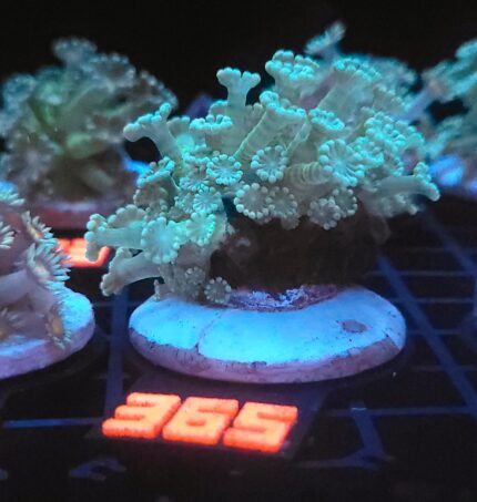 Alveopora Fluo Green (365)