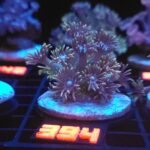 Goniopora Grey Green (394)