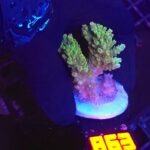 Acropora valida (863)