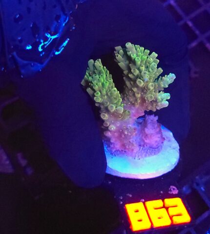 Acropora valida (863)