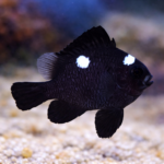Dascyllus trimaculatus S