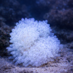 Heteractis crispa WHITE (rozm. M)