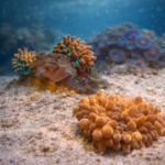 Entacmaea quadricolor Red (S)