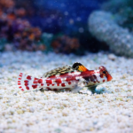 Synchiropus marmoratus