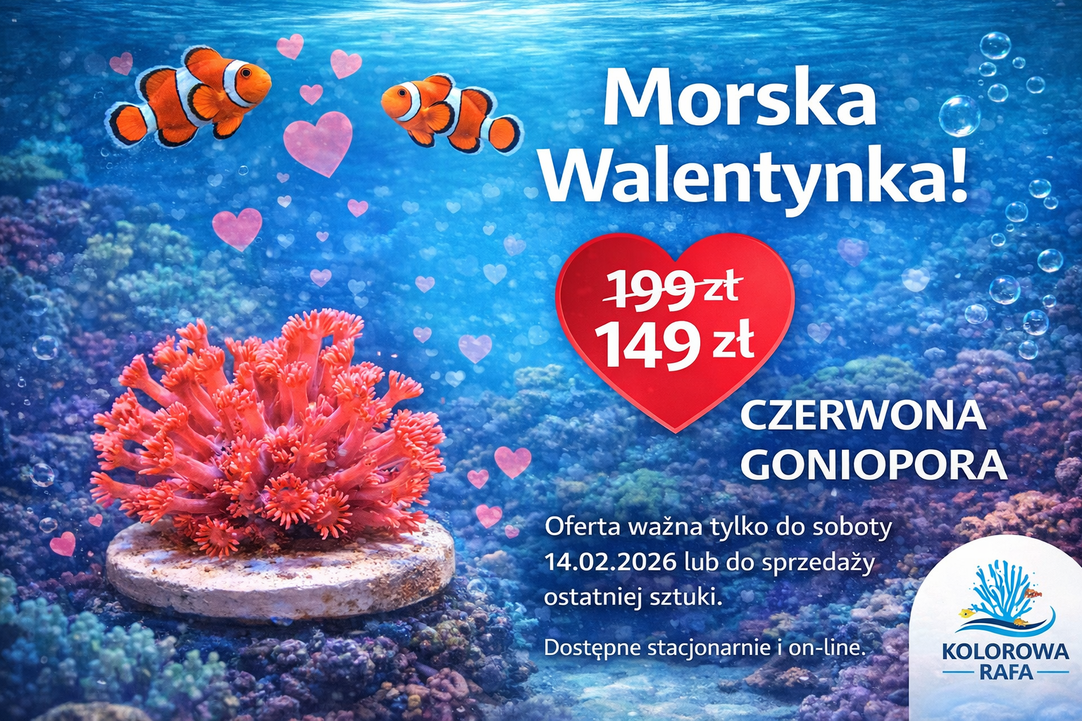 walentynka od kolorowej rafy Walentynkowa Goniopora Czerwona - obrazek 1