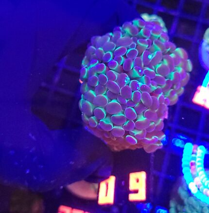 Euphyllia paraancora 3h (0_9)