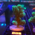 Hydnophora rigida (002)