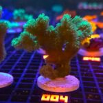 Hydnophora rigida (004)