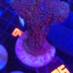 Stylophora pistillata „Milka” (005)