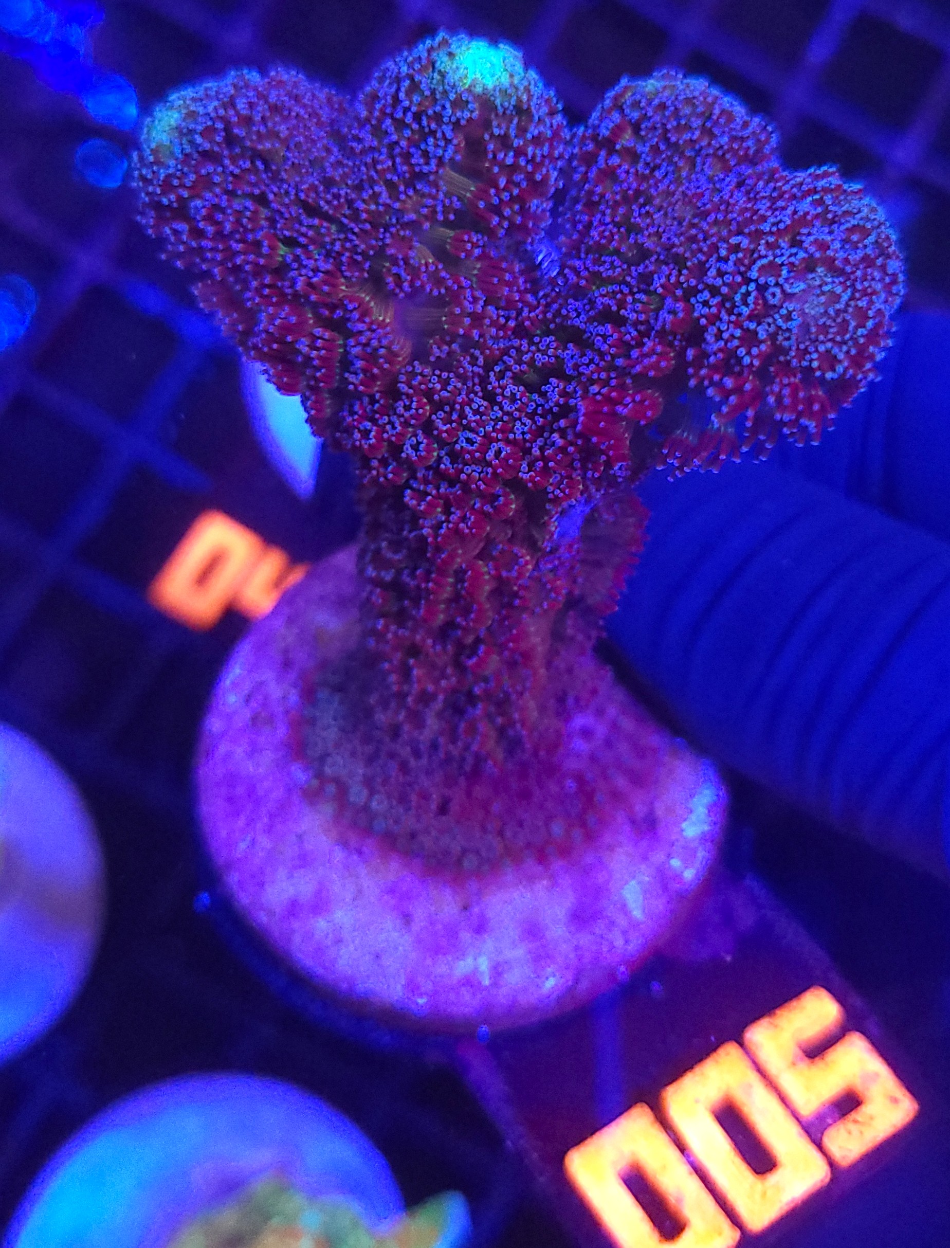 005 Stylophora pistillata „Milka” (005) - obrazek 1