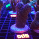 Stylophora pistillata „Milka” (005)