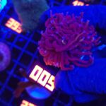 Euphyllia glabrescens Purple Dragon Torch 1h (009)