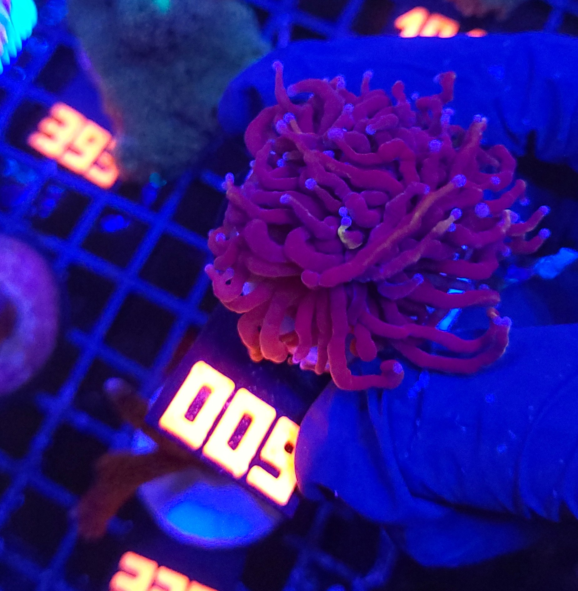 009 Euphyllia glabrescens Purple Dragon Torch 1h (009) - obrazek 1