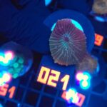 Discosoma watermelon (021)