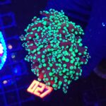 Euphyllia paradivisa green 1h (027)