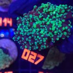 Euphyllia paradivisa green 1h (027)