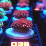 Goniopora „Mickey Mouse” (038)