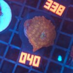 Discosoma Leopard (040)