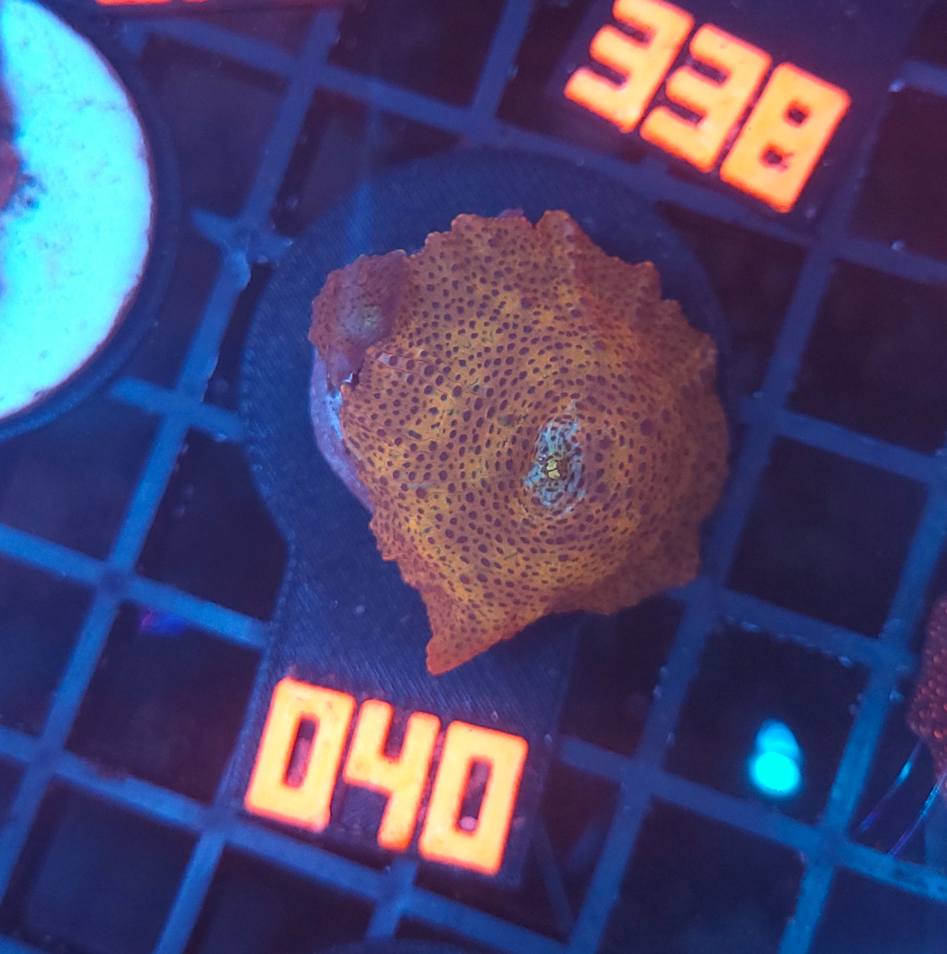 040 Discosoma Leopard (040) - obrazek 1