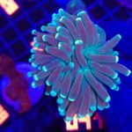 Euphyllia crisata 1h (041)