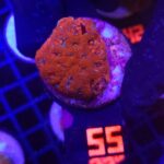 Acanthastrea Neon Red (_55)
