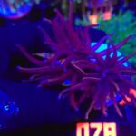 Euphyllia glabrescens Purple Dragon Torch 2h (078)