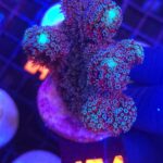 Stylophora pistillata „Milka” (101)