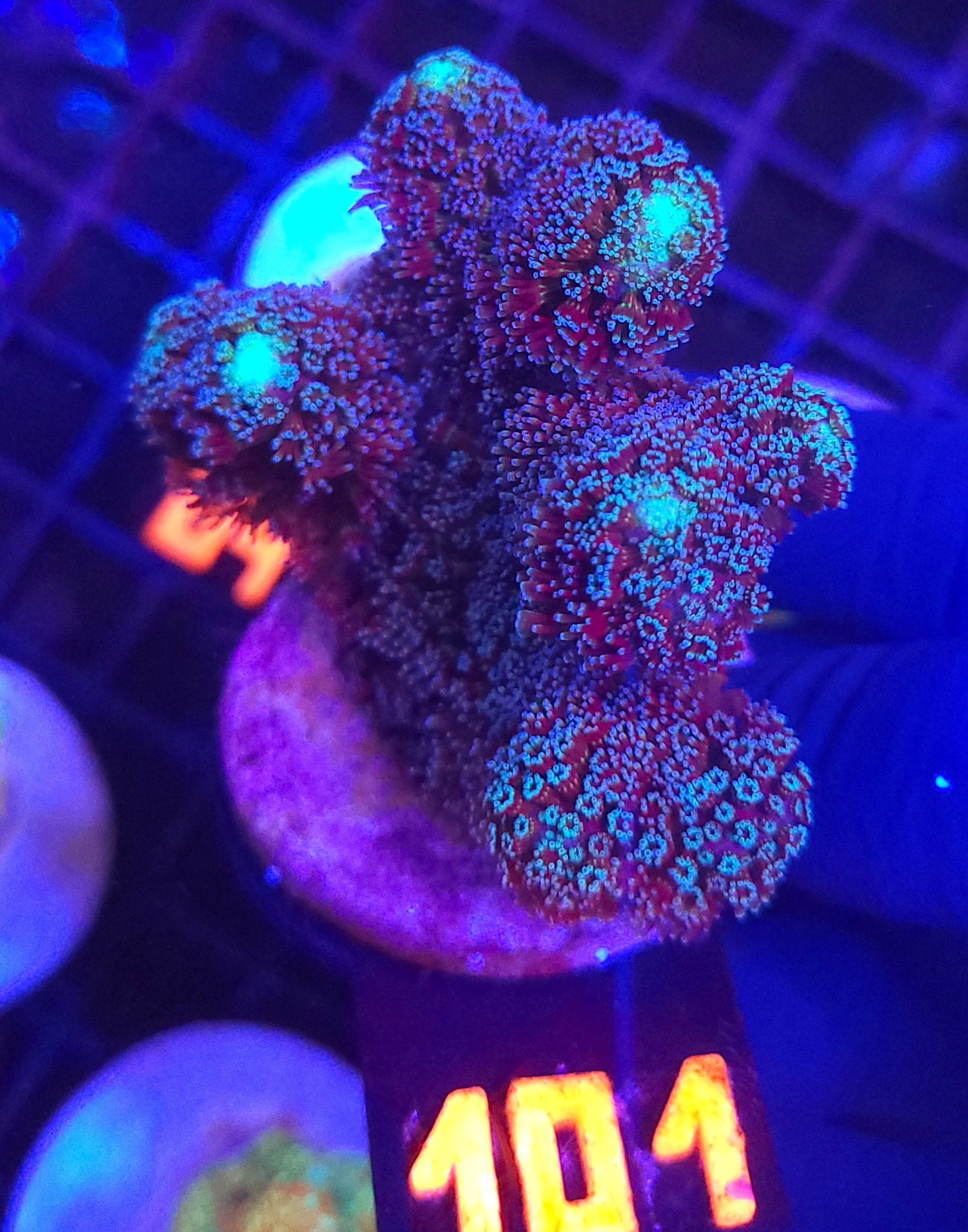 101 Stylophora pistillata „Milka” (101) - obrazek 1