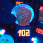 Discosoma watermelon (102)