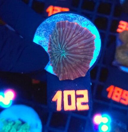 Discosoma watermelon (102)