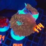 Discosoma Leopard (114)