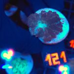 Rhodactis inchoata (121)