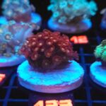 Goniopora „Mickey Mouse” (122)