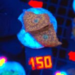 Discosoma Leopard (150)