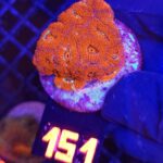 Acanthastrea Neon Red (151)