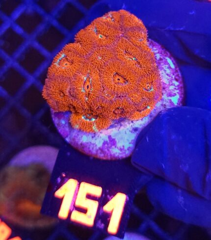 Acanthastrea Neon Red (151)